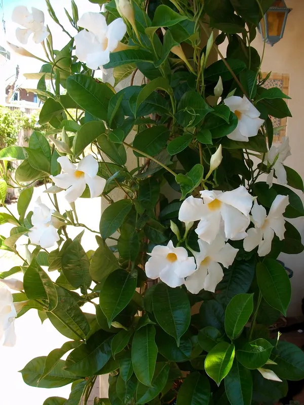 White_Mandevilla_Flowering_Plant_For_Shrub/Home_Gardening_Hybrid_Mandevilla_Flower_Plant_Hight_1.5-3.5_Ft_(Pack_Of_1)