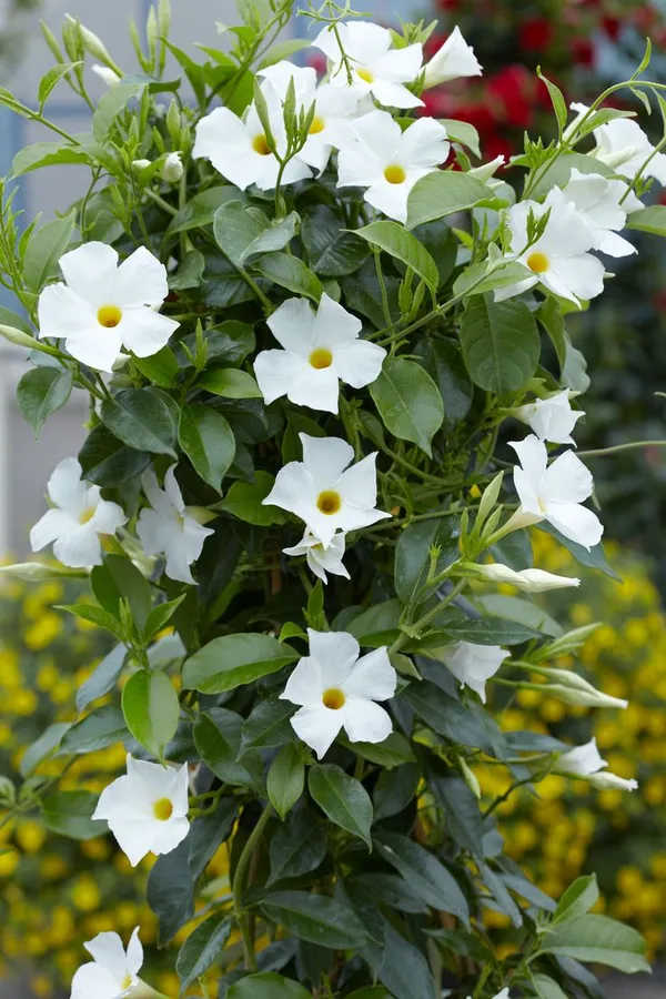 White_Mandevilla_Flowering_Plant_For_Shrub/Home_Gardening_Hybrid_Mandevilla_Flower_Plant_Hight_1.5-3.5_Ft_(Pack_Of_1)