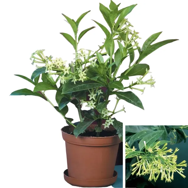 White_Raat_Ki_Rani/Hasnuhana_Night_Blooming__Flower_Plant_&_Tree_For_Your_Home_Garden_(Pack_Of_1)