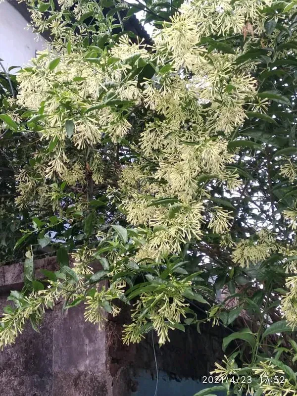White_Raat_Ki_Rani/Hasnuhana_Night_Blooming__Flower_Plant_&_Tree_For_Your_Home_Garden_(Pack_Of_1)