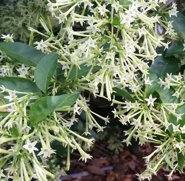White_Raat_Ki_Rani/Hasnuhana_Night_Blooming__Flower_Plant_&_Tree_For_Your_Home_Garden_(Pack_Of_1)