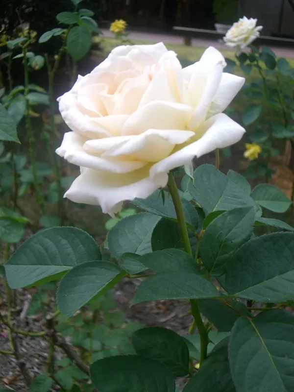 White_Rose_Flower_Plant_For_Home_Gardening_Beautiful_White_Rose_Grafted_Flower_Plant_(Pack_Of_1)