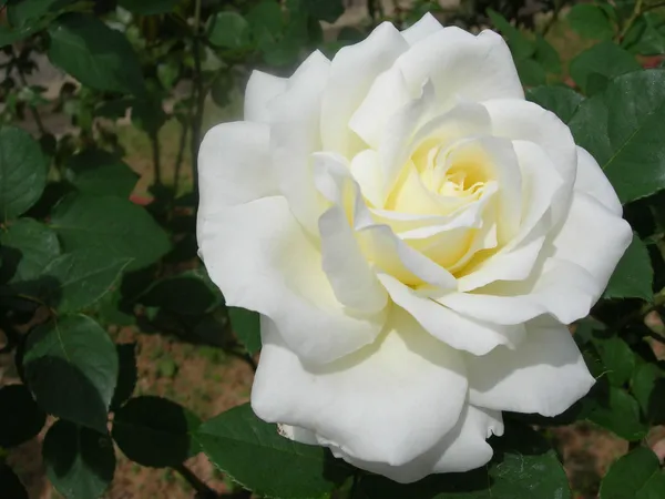 White_Rose_Flower_Plant_For_Home_Gardening_Beautiful_White_Rose_Grafted_Flower_Plant_(Pack_Of_1)