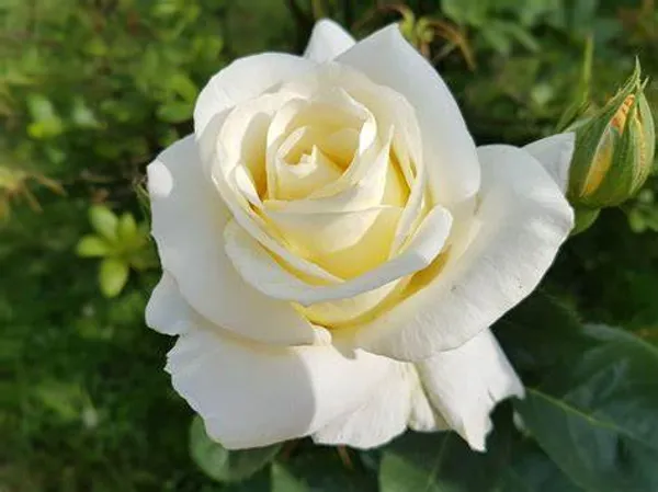 White_Rose_Flower_Plant_For_Home_Gardening_Beautiful_White_Rose_Grafted_Flower_Plant_(Pack_Of_1)