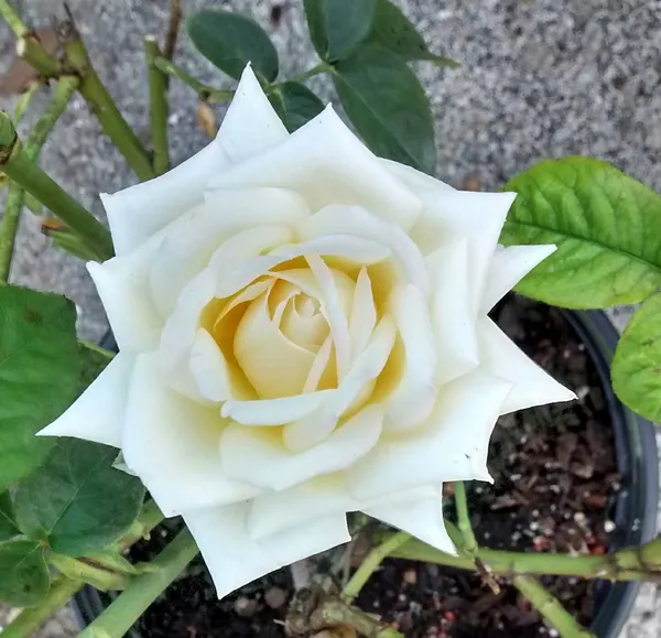 White_Rose_Flower_Plant_For_Home_Gardening_Beautiful_White_Rose_Grafted_Flower_Plant_(Pack_Of_1)