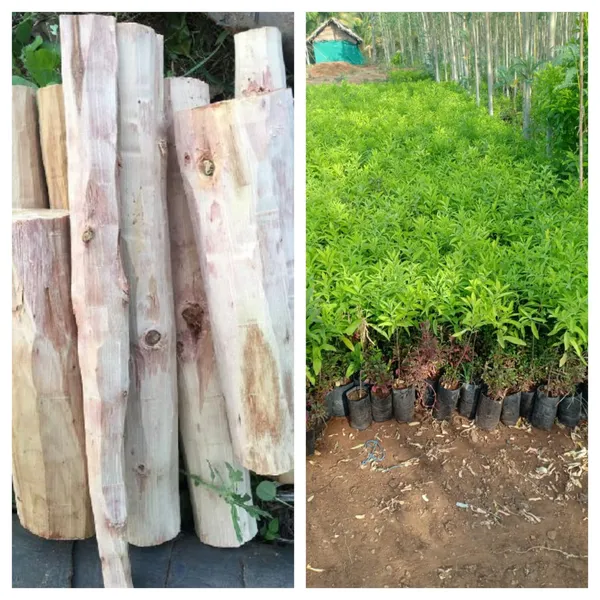 White_Sandalwood_Highly_Benefited_Plant_&_Tree_For_Gardening_White_Sandalwood_Healthy_Plant_(Pack_Of_1)