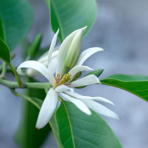 White_Champa_(Grafted)_Plant_(2_Years_Old_Plant)_Ready_To_Bloom
