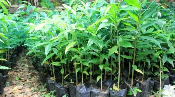 World_Most_Expensive_Agar_Wood_Plant_&_Tree_For_Garden_Highly_Benefited_Agar_Plant_(Hybrid,_Pack_Of_1)
