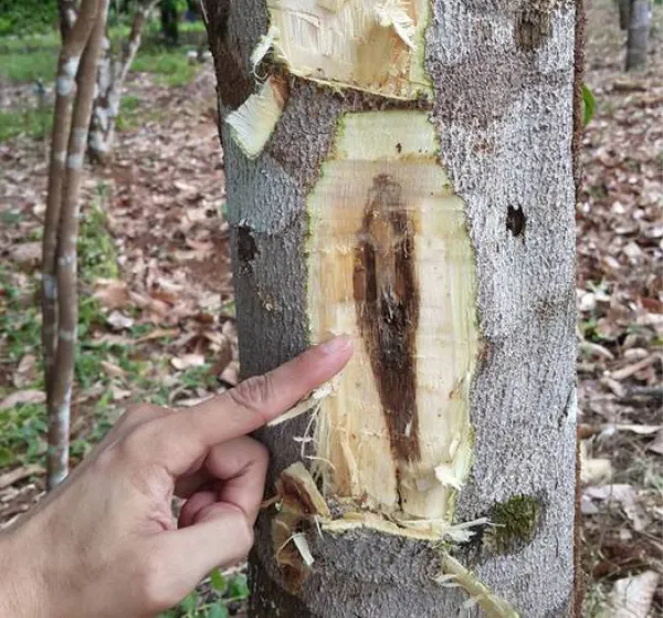 World_Most_Expensive_Agar_Wood_Plant_&_Tree_For_Garden_Highly_Benefited_Agar_Plant_(Hybrid,_Pack_Of_1)