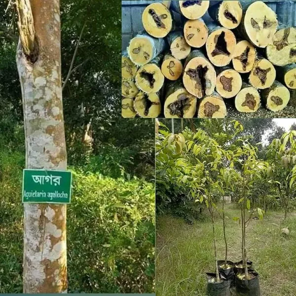 World_Most_Expensive_Agar_Wood_Plant_&_Tree_For_Garden_Highly_Benefited_Agar_Plant_(Hybrid,_Pack_Of_1)