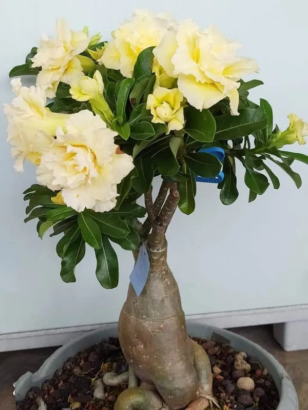 Yellow_Adenium_Grafted_Flower_Plant_For_Home_Gardening_(Hybrid,_Pack_Of_1)