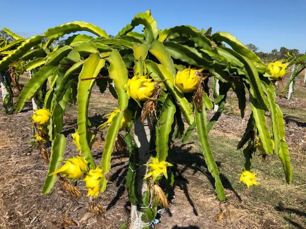 Yellow_Dragon_Healthy_Fruit_Plant_For_Home_Gardening_Hybrid_Yellow_Dragon_Fruit_Outdoor_Plant_(Pack_Of_1)