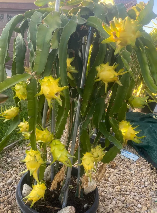 Yellow_Dragon_Healthy_Fruit_Plant_For_Home_Gardening_Hybrid_Yellow_Dragon_Fruit_Outdoor_Plant_(Pack_Of_1)