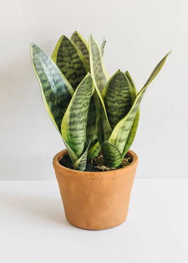 Yellow_Snake_(Air_Purifying)_Indoor_Plant_For_Your_Sweet_Home_Decoration_&_Gardening_(Hybrid,_Pack_Of_1)