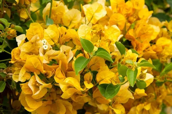 Yellow_Bougainvillea_California_Gold_?_Flowering_Plants_(Pack_Of_1)