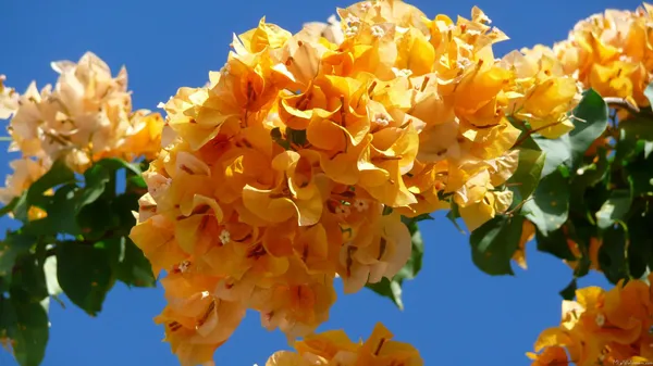 Yellow_Bougainvillea_California_Gold_?_Flowering_Plants_(Pack_Of_1)