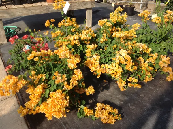 Yellow_Bougainvillea_California_Gold_?_Flowering_Plants_(Pack_Of_1)