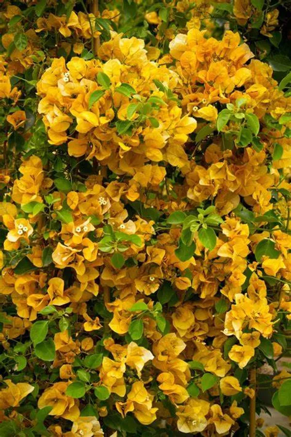 Yellow_Bougainvillea_California_Gold_?_Flowering_Plants_(Pack_Of_1)