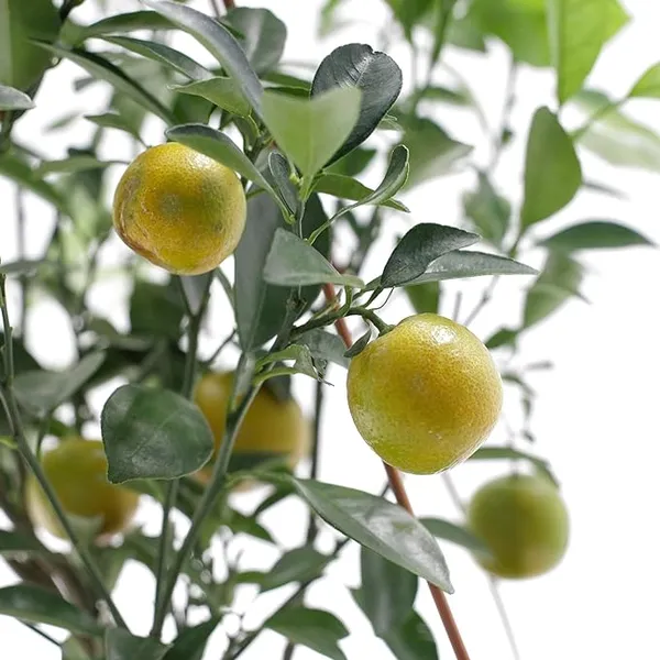 Chinise_Sweet_Orange_Tree_Variety_Grafted_Santra_All_Time_Variety_Grafted_Fruit_Plants_&_Tree(1.5-2_Ft_Size)_Healthy_Plant_In_Nursery_Grow_Bag_Pack_of_1