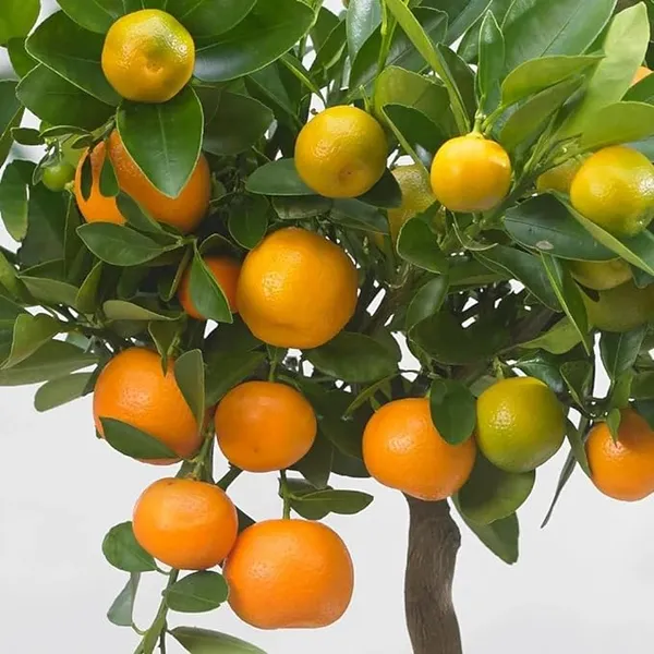 Chinise_Sweet_Orange_Tree_Variety_Grafted_Santra_All_Time_Variety_Grafted_Fruit_Plants_&_Tree(1.5-2_Ft_Size)_Healthy_Plant_In_Nursery_Grow_Bag_Pack_of_1