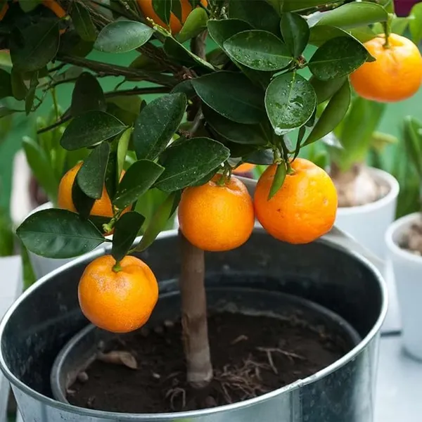 Chinise_Sweet_Orange_Tree_Variety_Grafted_Santra_All_Time_Variety_Grafted_Fruit_Plants_&_Tree(1.5-2_Ft_Size)_Healthy_Plant_In_Nursery_Grow_Bag_Pack_of_1