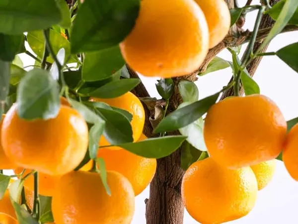 Chinise_Sweet_Orange_Tree_Variety_Grafted_Santra_All_Time_Variety_Grafted_Fruit_Plants_&_Tree(1.5-2_Ft_Size)_Healthy_Plant_In_Nursery_Grow_Bag_Pack_of_1
