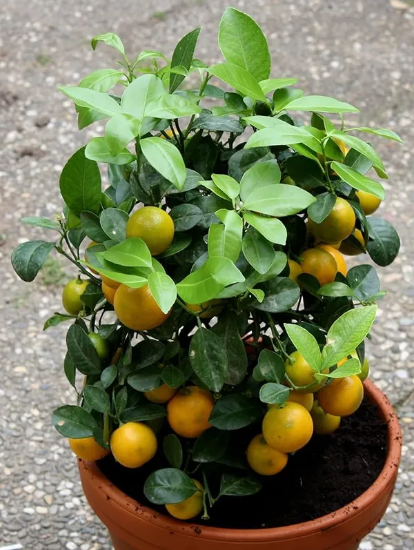 Chinise_Sweet_Orange_Tree_Variety_Grafted_Santra_All_Time_Variety_Grafted_Fruit_Plants_&_Tree(1.5-2_Ft_Size)_Healthy_Plant_In_Nursery_Grow_Bag_Pack_of_1