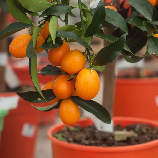 Grafted_Sweet_Lemon_Hybrid_Plant_(Pack_of_1)