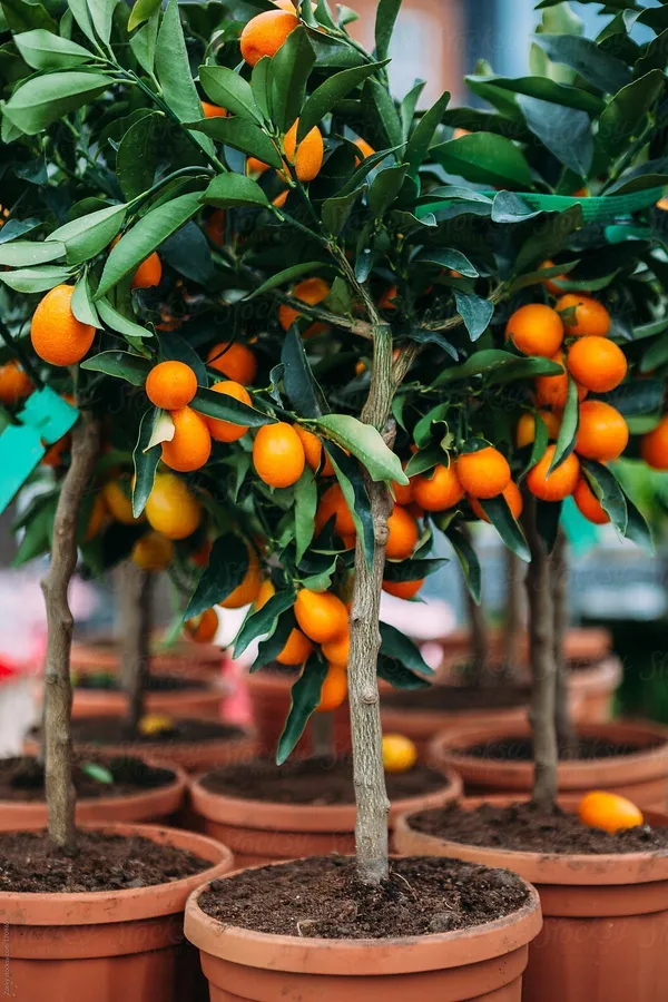 Grafted_Sweet_Lemon_Hybrid_Plant_(Pack_of_1)