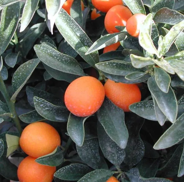 Grafted_Sweet_Lemon_Hybrid_Plant_(Pack_of_1)