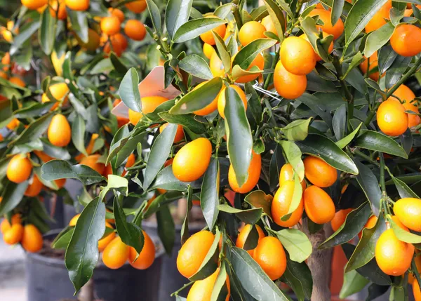 Grafted_Sweet_Lemon_Hybrid_Plant_(Pack_of_1)