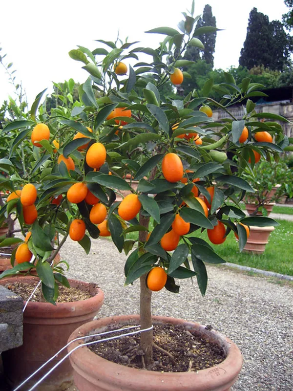 Grafted_Sweet_Lemon_Hybrid_Plant_(Pack_of_1)