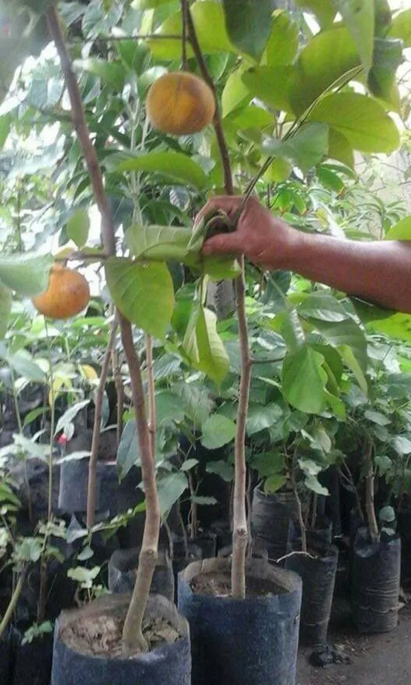Thai_Sweet_Santal_1.5-3.5_Ft_Hybrid_Fruit_Plant_(Pack_of_1)