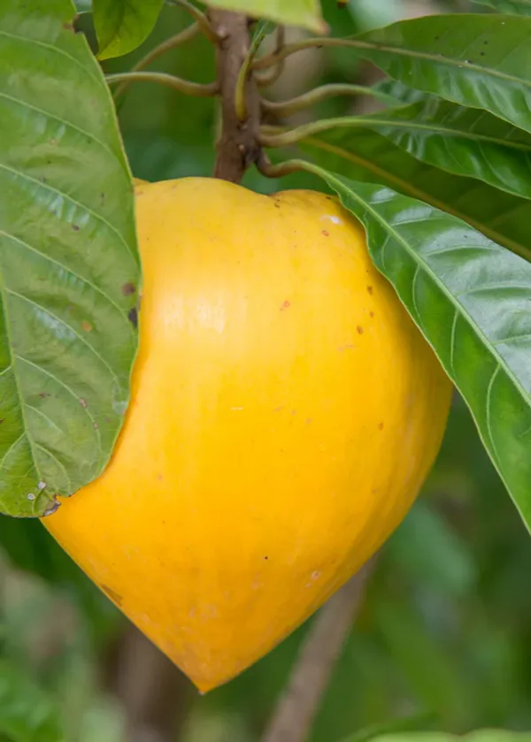 Egg_Healthy_Fruit_Plant_&_Tree_For_Gardening_Hybrid_Egg_Fruit_Plant_For_Gardening_(Pack_Of_1)