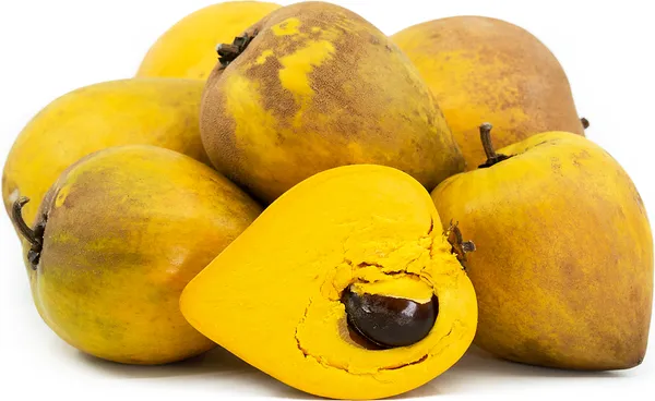 Egg_Healthy_Fruit_Plant_&_Tree_For_Gardening_Hybrid_Egg_Fruit_Plant_For_Gardening_(Pack_Of_1)