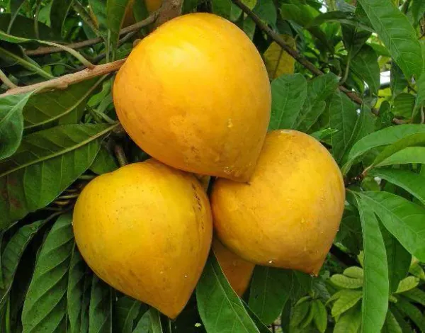 Egg_Healthy_Fruit_Plant_&_Tree_For_Gardening_Hybrid_Egg_Fruit_Plant_For_Gardening_(Pack_Of_1)