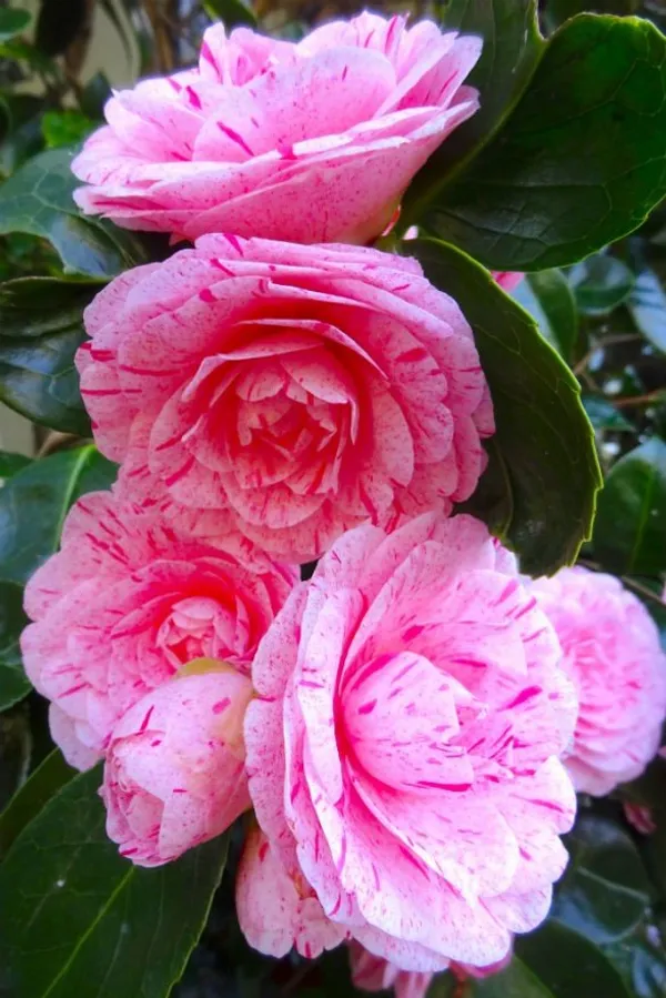 Camelia_(Japonica_Variety)_Flowering_Plant_For_Home_Gardening/Shrub/Bush_(1.5-2_Ft_Hight)_Beautiful_Pink_Camelia_Flower_Plant_(Pack_Of_1)