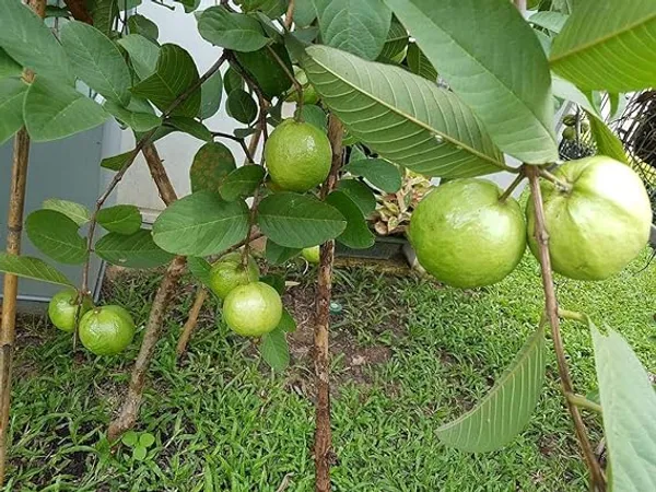 Baraipur_(Grafted)_Guava_Hybrid_Plant_1.5-3.5_Ft_(Pack_of_1)
