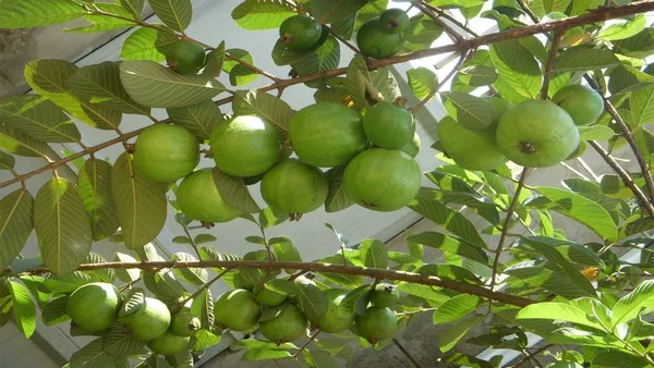 Baraipur_(Grafted)_Guava_Hybrid_Plant_1.5-3.5_Ft_(Pack_of_1)