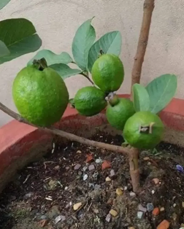 Baraipur_(Grafted)_Guava_Hybrid_Plant_1.5-3.5_Ft_(Pack_of_1)