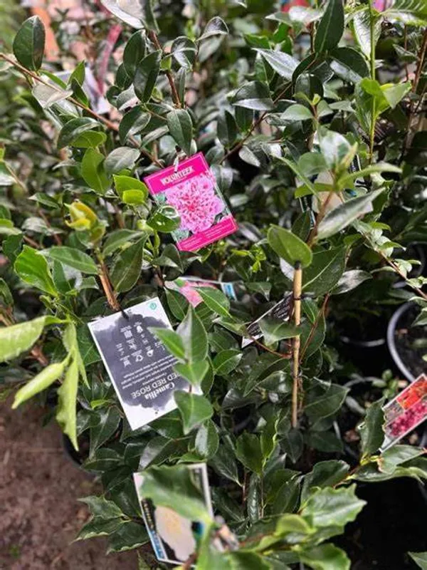 Camellia_"Volunteer"_Variety__Flower_Plant_&_Tree_For_Shrub/Bush/Home_Gardening_(1.5-3.5_Ft_Plant_Hight)_Pack_Of_1