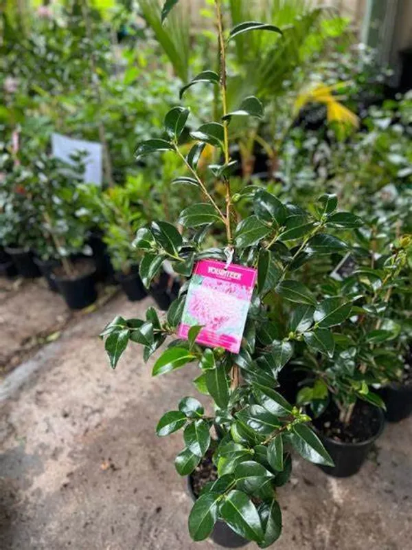 Camellia_"Volunteer"_Variety__Flower_Plant_&_Tree_For_Shrub/Bush/Home_Gardening_(1.5-3.5_Ft_Plant_Hight)_Pack_Of_1