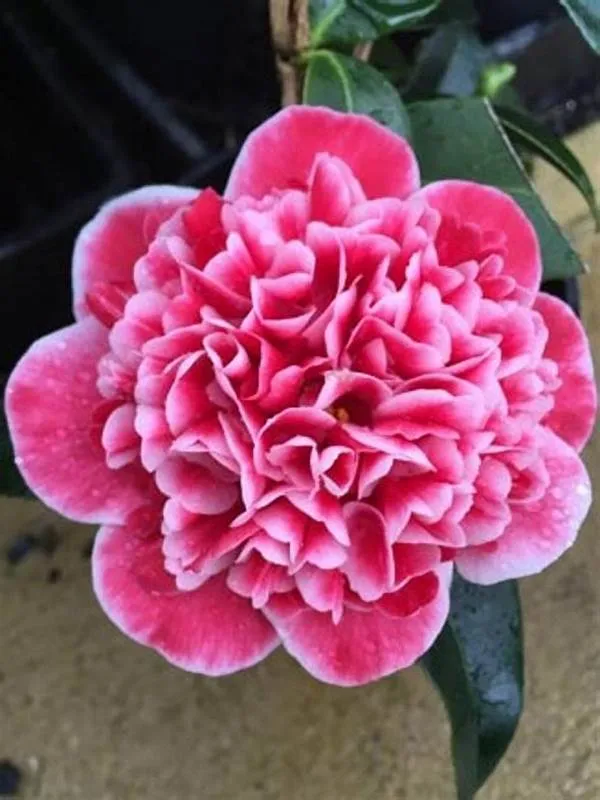 Camellia_"Volunteer"_Variety__Flower_Plant_&_Tree_For_Shrub/Bush/Home_Gardening_(1.5-3.5_Ft_Plant_Hight)_Pack_Of_1