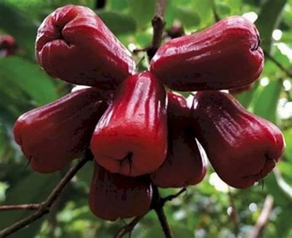 Red_Water_Apple_(Grafted)_/_Wax_Apple_/_Sweet_Jambul_Hybrid_Plant_(Pack_of_1_)