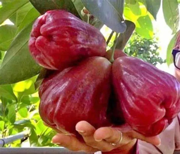 Red_Water_Apple_(Grafted)_/_Wax_Apple_/_Sweet_Jambul_Hybrid_Plant_(Pack_of_1_)