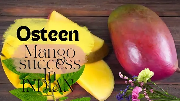 Dwarf_Varieties_Osteen_Mango_Fruit_Plant_(Pack_Of_1)