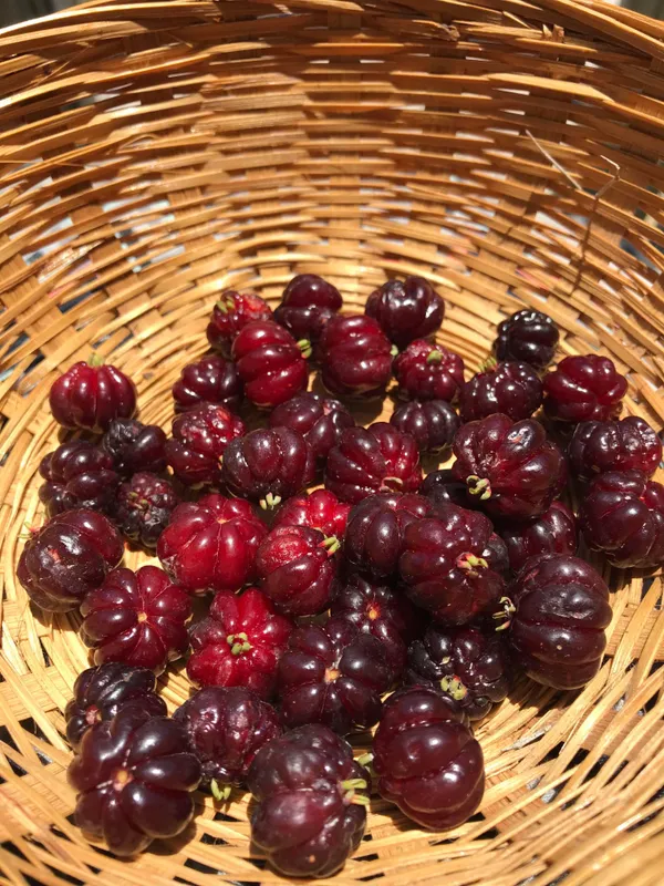 ORIGINAL_BRAZILIAN_SURINAME_RED_CHERRY_FRUIT_PLANT_&_TREE_FOR_HOME_GARDEN__(PACK_OF_1)