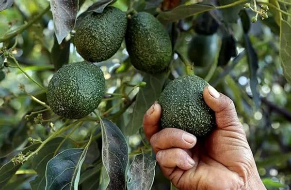 Avocado_Lamb_Hass_Variety_Self_Pollinating_Butter_Fruit_Plants_&_Tree(1-1.5_Ft_Size)_Hybrid_Healthy_Plant_And_Tree(Hybrid,_Pack_of_1)