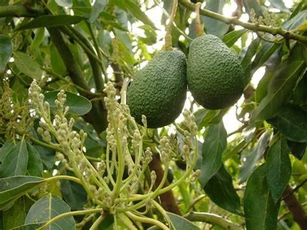 Avocado_Lamb_Hass_Variety_Self_Pollinating_Butter_Fruit_Plants_&_Tree(1-1.5_Ft_Size)_Hybrid_Healthy_Plant_And_Tree(Hybrid,_Pack_of_1)