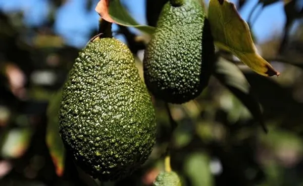 Avocado_Lamb_Hass_Variety_Self_Pollinating_Butter_Fruit_Plants_&_Tree(1-1.5_Ft_Size)_Hybrid_Healthy_Plant_And_Tree(Hybrid,_Pack_of_1)